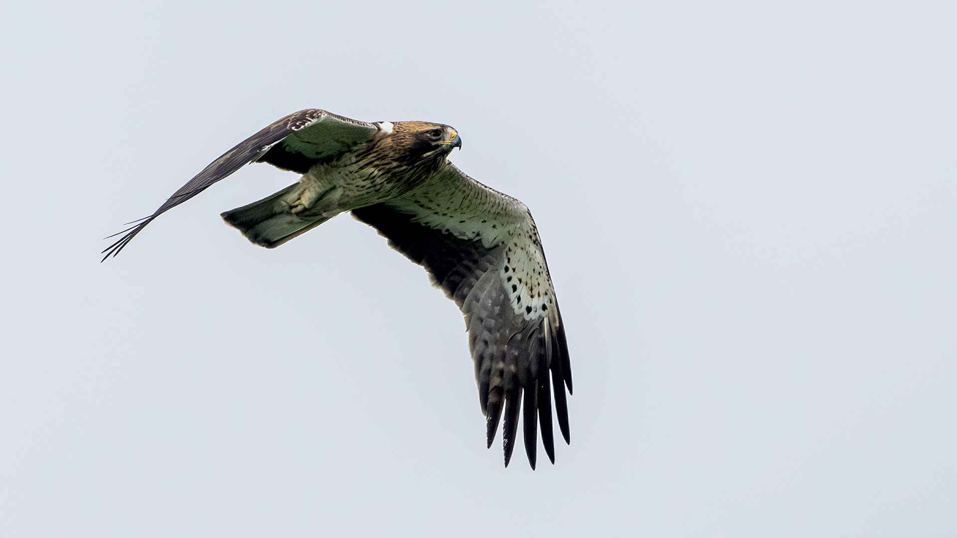 Booted Eagle